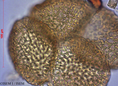 ISEM 1/Raimondia_quinduensis_34951/Raimondia_quinduensis_34951_0001(copy)_thumb.jpg